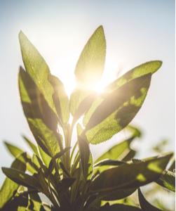 KOX Partner in Forst und Garten